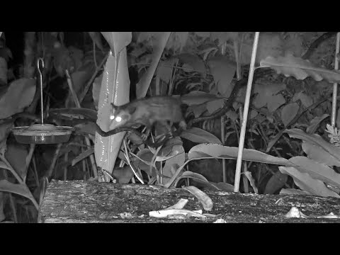 Young Common Opossum Takes Down A Nectar Feeder: Panama Fruit Feeder – Aug. 24, 2020