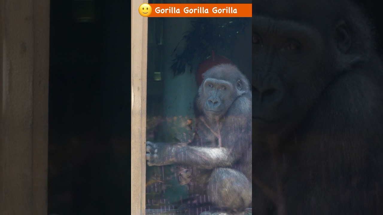#genki ゴリラ・キンタロウの表情 #ゴリラ #gorilla #京都市動物園 #genki