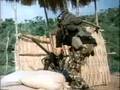 Wild Cats Attack Clip 1