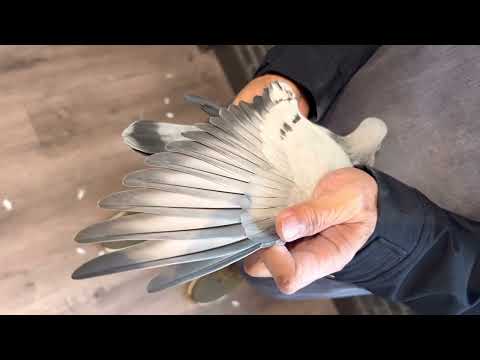 荷蘭-楊.胡曼斯NL21-1302911母（現役種鴿）