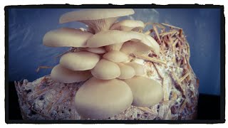 Harvesting My First Homegrown Mushrooms! ||| Oyster Mushrooms Grown Indoors