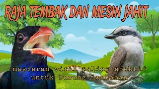 Download lagu duet raja masteran dengan mesin jahit jingjing petulak dan Tengkek Buto mp3