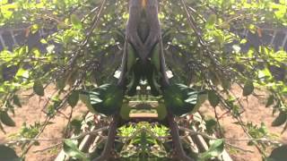 "Tired Oak" Fan Video Lps my