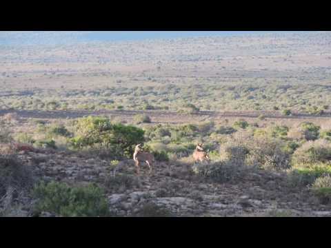 Failed Cheetah hunt on Kudu