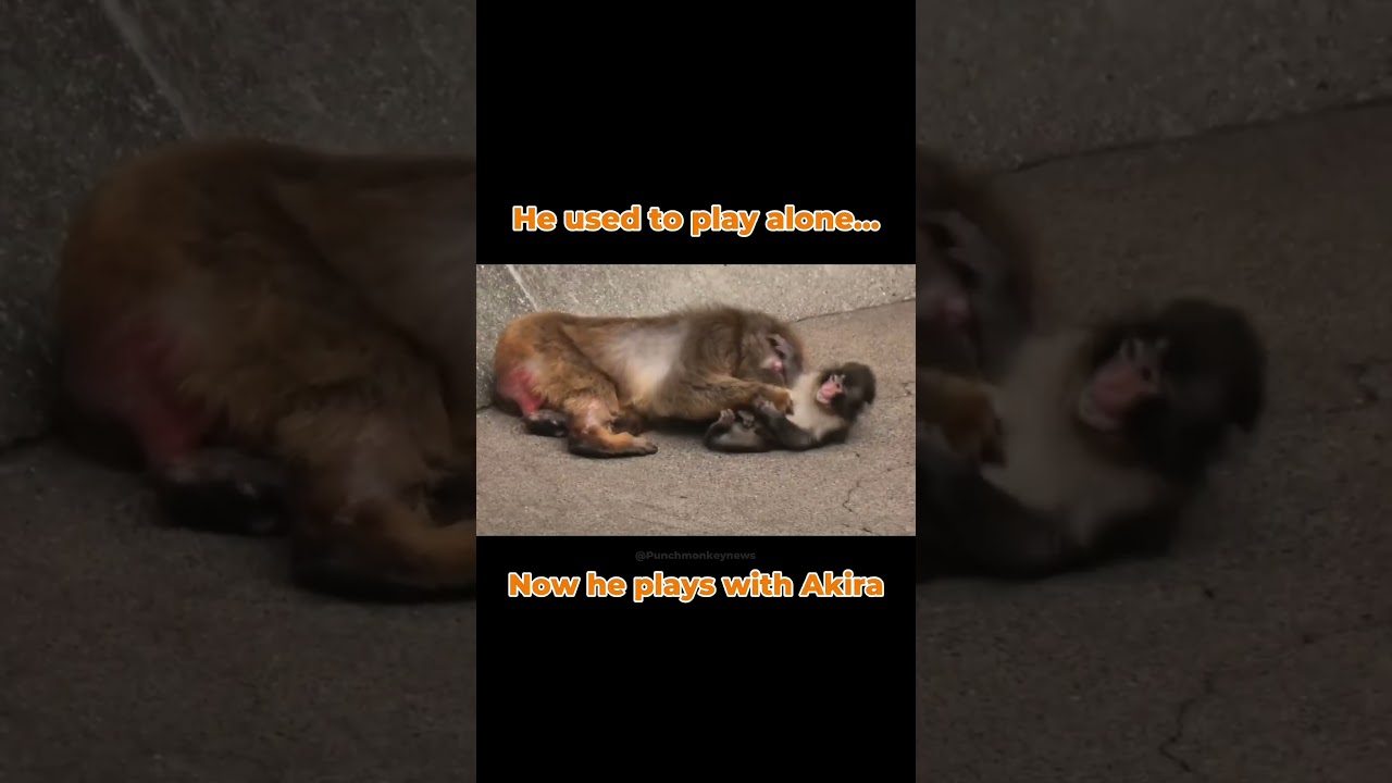 Akira Protected Punch…