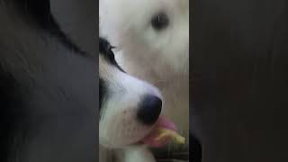 puppies loved durian fruit
