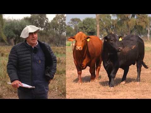 Cabaña Don Livio - ENTREVISTA A CÉSAR TOLOZA - cabaña Don Felipe - Brangus - chaco canal ganadero