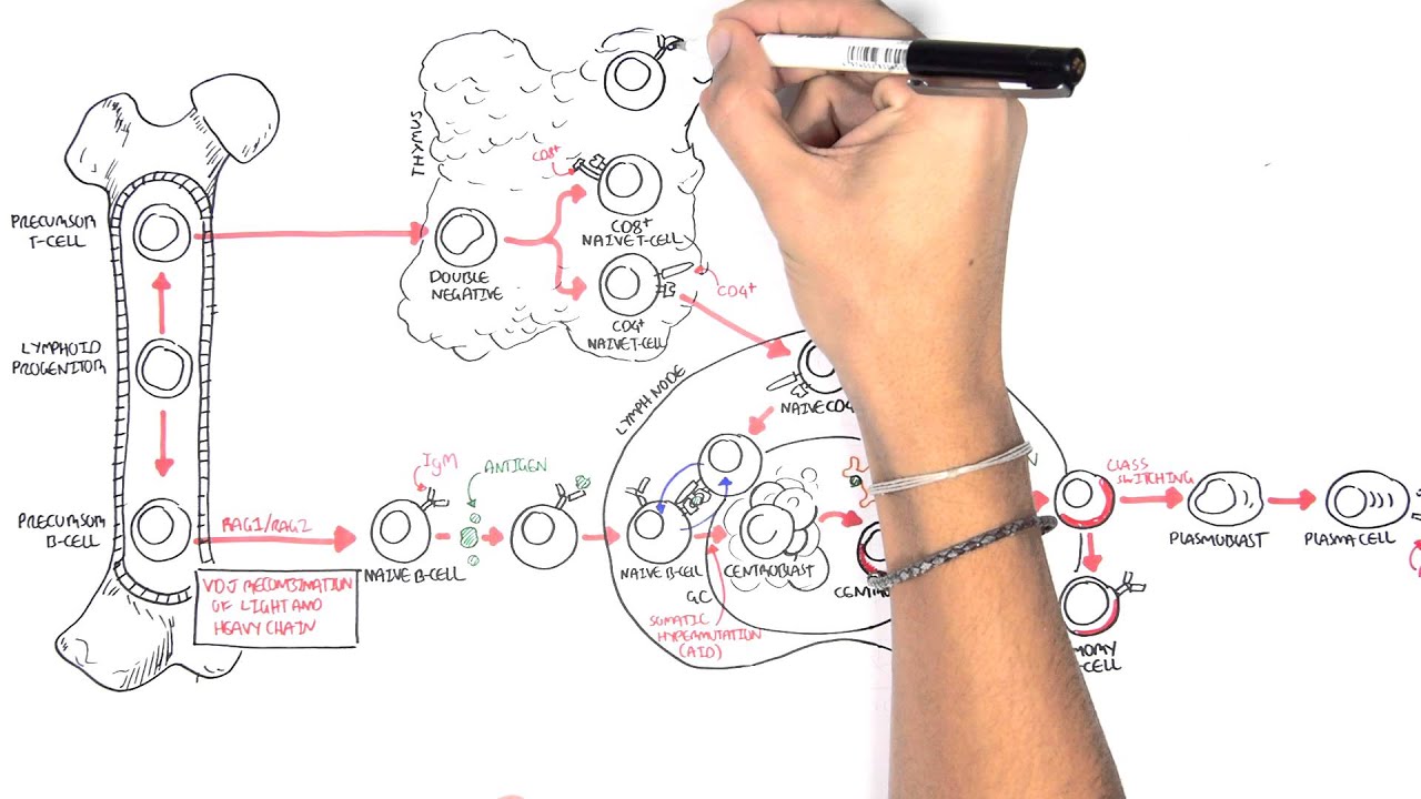 Non Hodgkins Lymphoma - Types and Pathophysiology