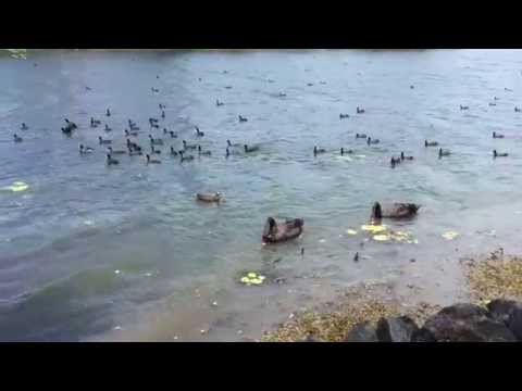 Robina - Lakefront Wildlife