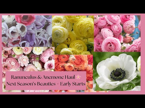 Our Ranunculus & Anemone Haul | Varieties We’re Growing + How to Start Them Now!