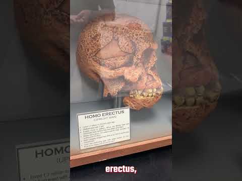 The 23 Million Year Old Human-like Skull