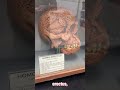 The 23 Million Year Old Human Like Skull