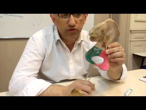 01   Hueso Coxal en General