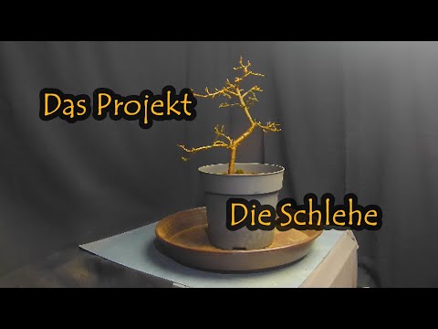 Das Projekt: Die Schlehe