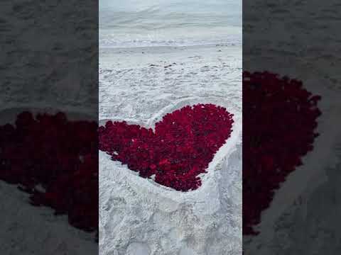 Roses on the Beach . Love me Tender #beachroses #beach #sanibel #lovemetender #elvis