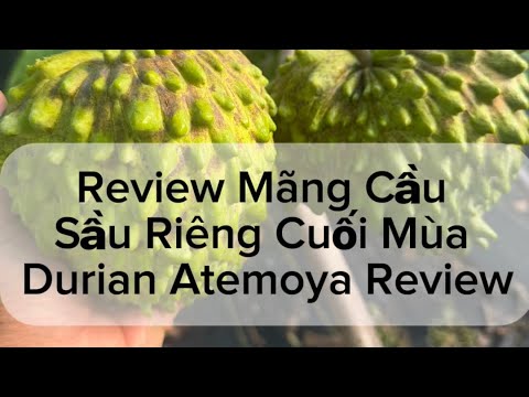 Review of Durian Atemoya (Soursop with Dotted Flower Pattern) - Round 2. Durian Atemoya Taste Tes...