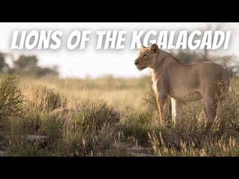 Kgalagadi - Day 6: Rooiputs to Polentswa. THE NOSSOB VALLEY LIONS!