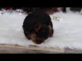 Yorkshire Terrier dogs for sale: Quinn - Video 1