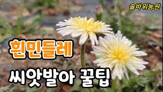 민들레 씨앗 발아율 높이는 꿀팁? 민들레효능은?