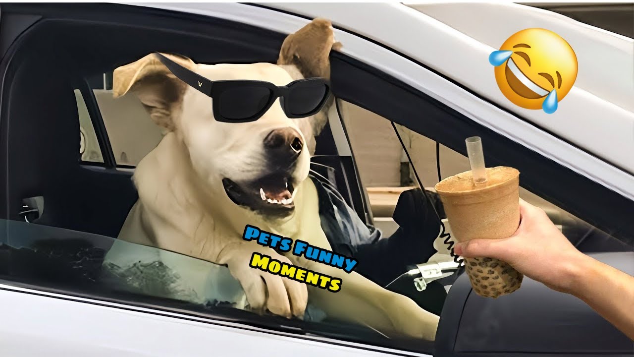 Funniest Cats And Dogs Videos -The Best Funny Animal Videos 2024 Make You Unable To Stop Laughing