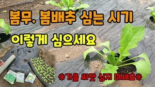 봄배추 봄무 얼갈이배추 심는시기 이렇게 심어보세요 가을무는 심으면 안되요