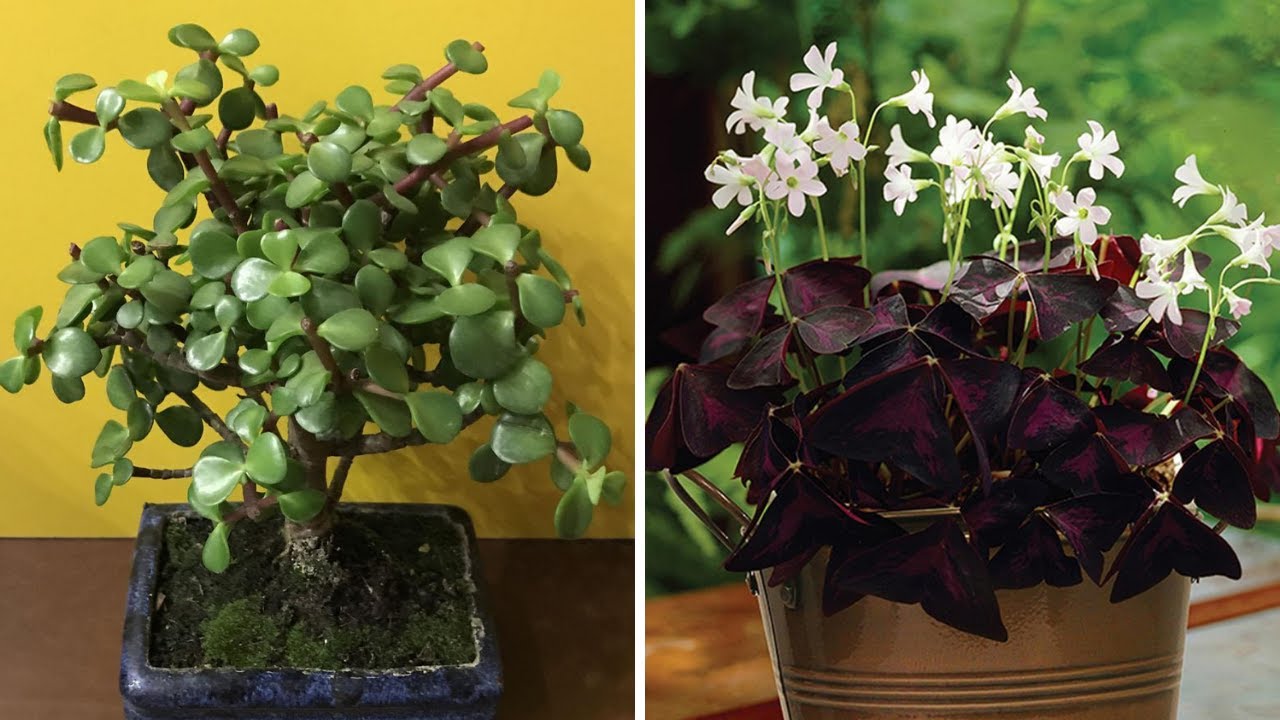 5 piante che attraggono fortuna e soldi a casa tua