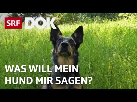 Mit Tieren sprechen | Über die Möglichkeiten der Tierkommunikation | Doku | SRF Dok