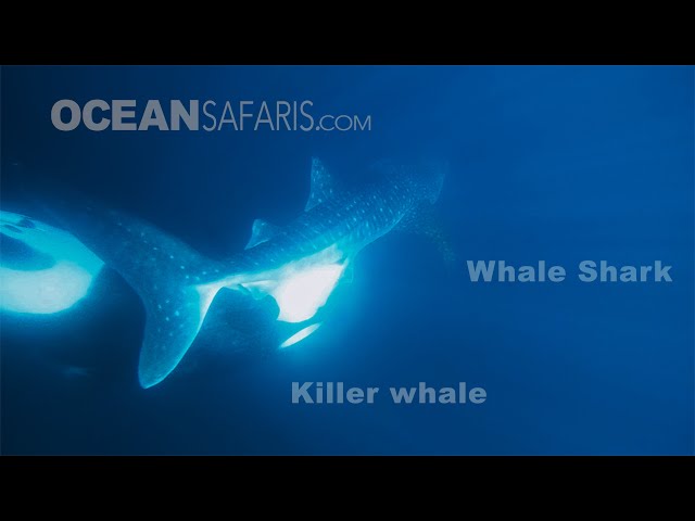 Killer Whale attacks Whale Shark