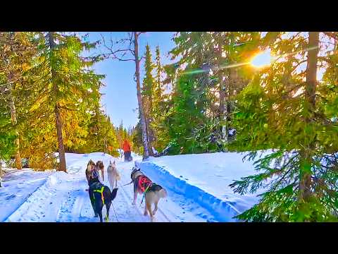 The Storm in the Night | One Week Husky Expedition in Sweden Part 5