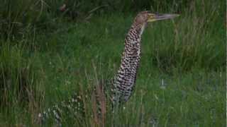 preview picture of video 'Hocó Colorado (Tigrisoma lineatum) juvenil en Chajarí'