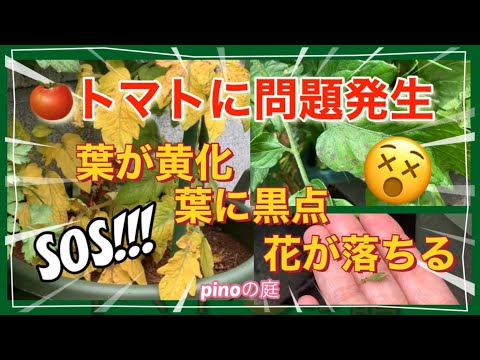 トマトの葉に白い斑点ができる 3 つの原因 (およびその対処法)  庭園