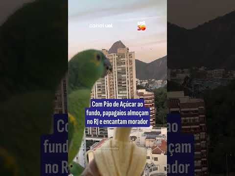 Com Pão de Açúcar ao fundo, papagaios almoçam no RJ e encantam morador