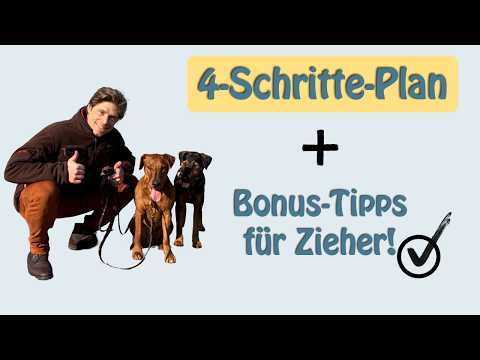 Leinenführigkeit mit SYSTEM: 4 Schritte für eine LOCKERE LEINE ohne Ziehen + Profi-Korrekturen! 🔥