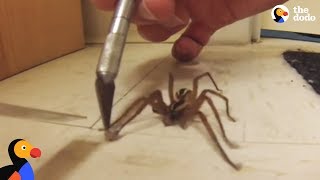 Guy Helps Wolf Spider Untangle His Feet | The Dodo by The Dodo