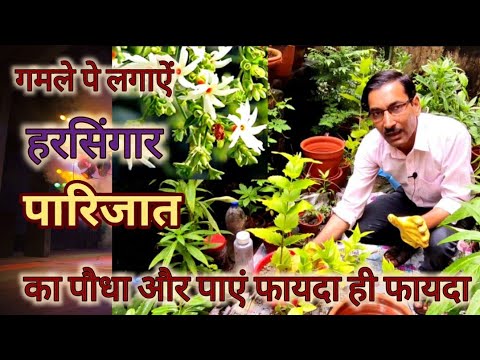 गमले मे पारिजात या हरसिंगार का पौधा ऐसे लगाएं , होगा फायदा ही फायदा। Indian Coral Jasmine caring tip