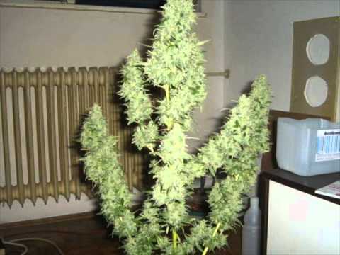 DJ.3D + Mc Ilchev ft Stefata - най напушената песен FREESTYLE