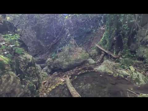 Vile- Srpsko Slovenska Mitologija