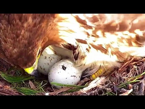 Cornell Red tailed Hawks~PIP in egg & Prey for the female~7:11 AM 2022/04/21