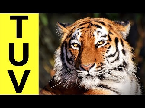 image-Are Zorses real?