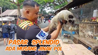 Download lagu SATURDAY VISIT TO THE SPLENDID BIRD MARKET IN MALANG CITY mp3