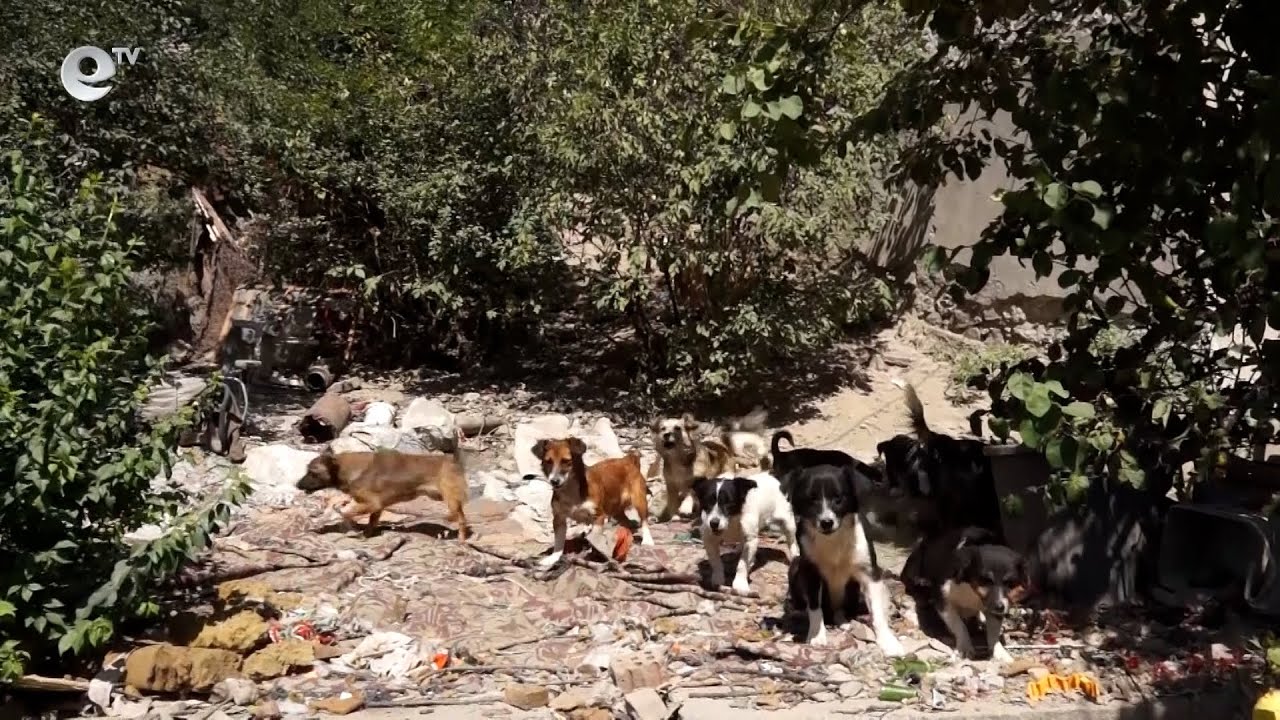 Жена отглежда над 40 кучета, които нападат деца и котки