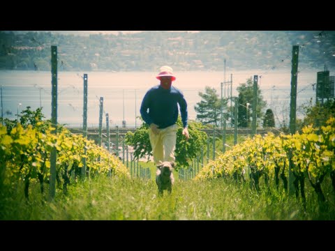 Pale Jay-Spend More Time With Your Friends [OFFICIAL VISUALIZER]