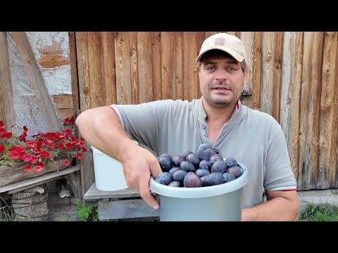 How to make Slivovitz/Plum Brandy - The Mash