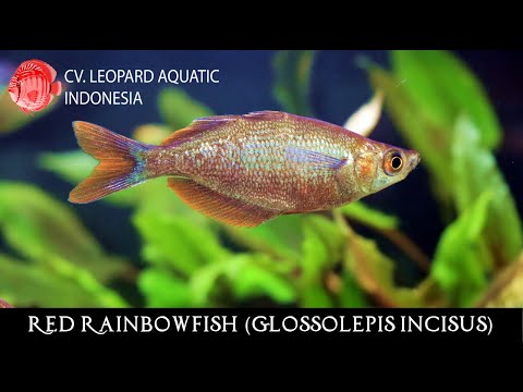 Dúhovka červená (Glossolepis incisus) — species profil, akvárium a starostlivosť