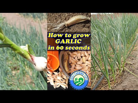 , title : 'How to plant and grow garlic in 60 seconds #shorts'