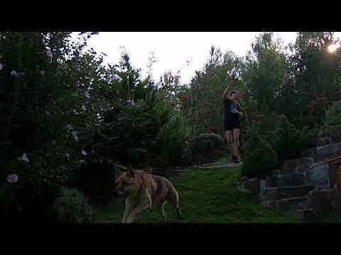 play with girl dog #shots