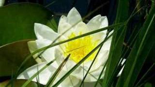 Johnny Cash - Flesh and Blood