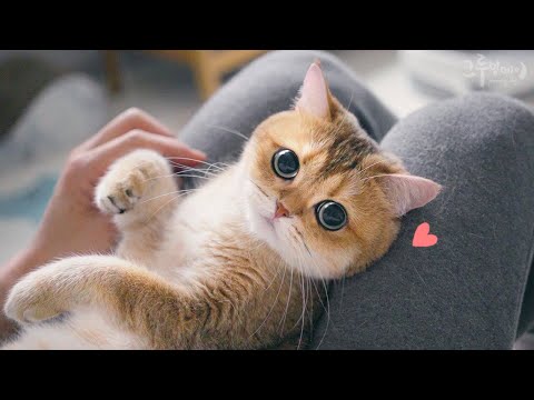 동글동글 고양이 케어 하는 날!