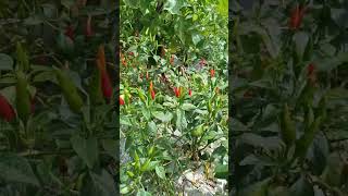 Download lagu panen cabai rawit melimpah harga murah mp3 Download lagu panen cabai rawit melimpah harga murah mp3