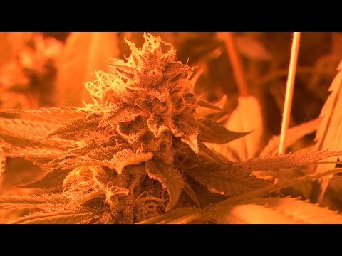 6 Foot OG Kush Trees; Low-Lands Grow Location